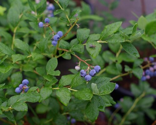 Magiska superbär och skyddande örter