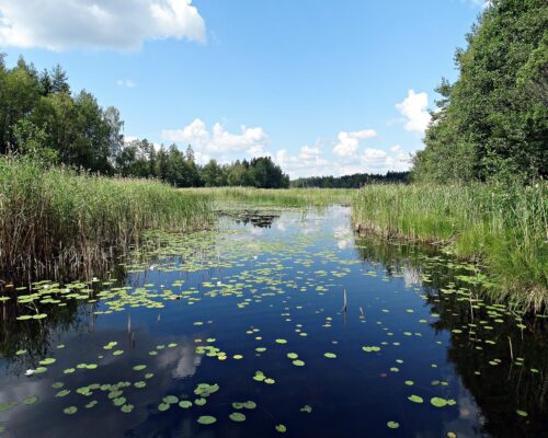 Med hjälp av spådom